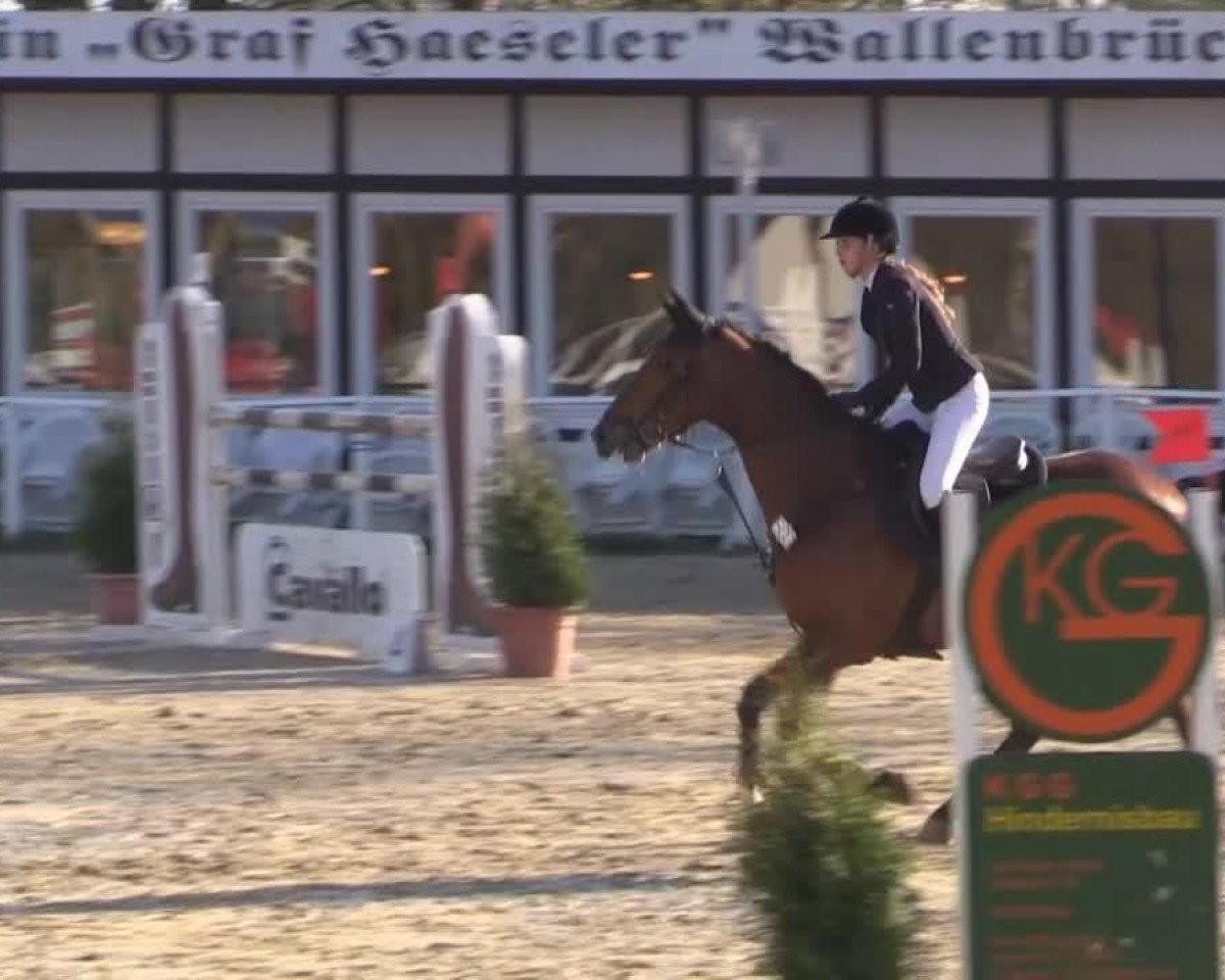 Zuchtstute Cosma 45 (Deutsches Reitpferd, 2007, von Canterbury)