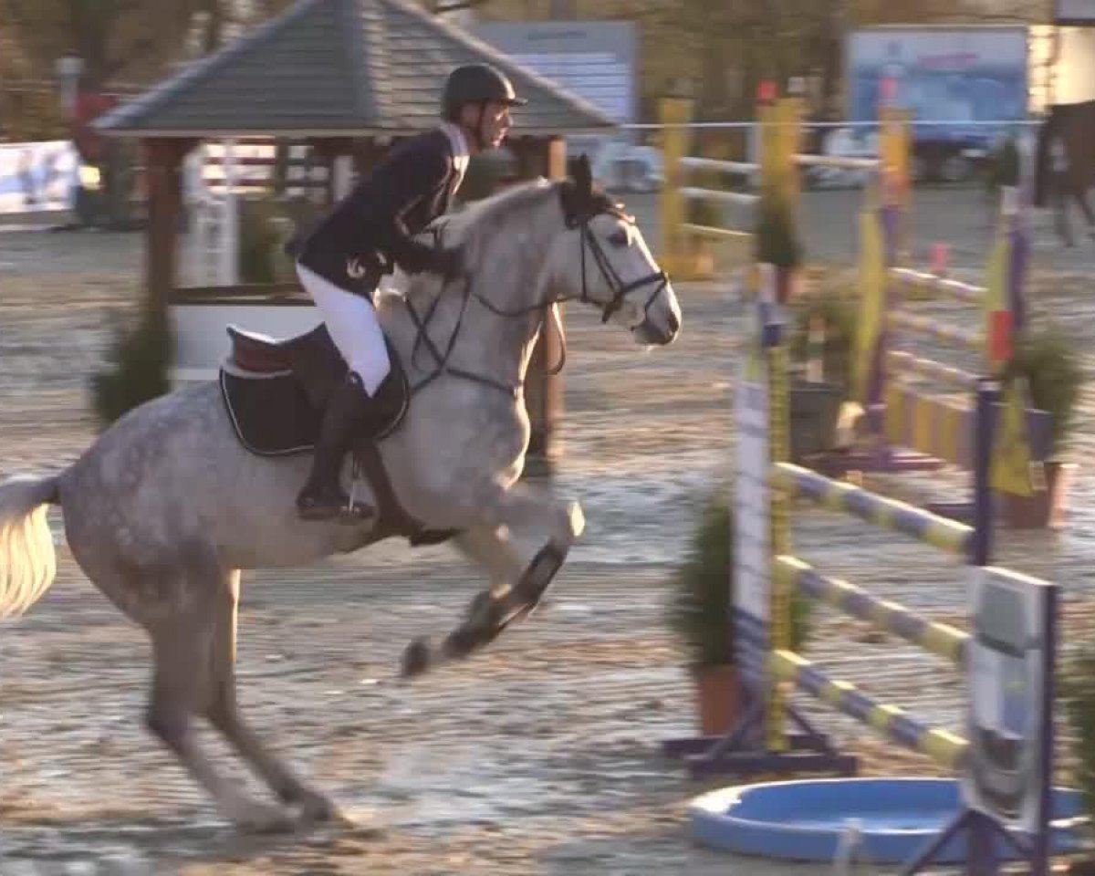 jumper Cassius (Holsteiner, 2008, from Cassus 2)