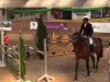 jumper Giscard 17 (anglo european sporthorse, 2003, from Marome NW)