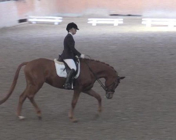 dressage horse Kupfergold (German trotters, 1975, from Vico)