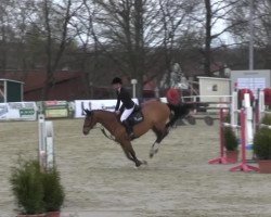 jumper Stallion 2 (Hanoverian, 2009, from Stakkato)