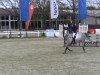 jumper Carradina (Oldenburg show jumper, 2009, from Cristo)