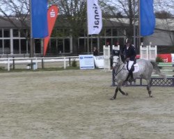 jumper Carradina (Oldenburg show jumper, 2009, from Cristo)