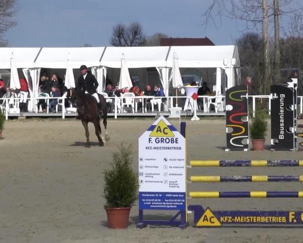 jumper Contharco (Oldenburg show jumper, 2009, from Conthargos)