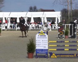 jumper Contharco (Oldenburg show jumper, 2009, from Conthargos)