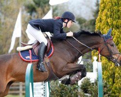 jumper VDL Groep Beluga (KWPN (Royal Dutch Sporthorse), 2006, from Indoctro)