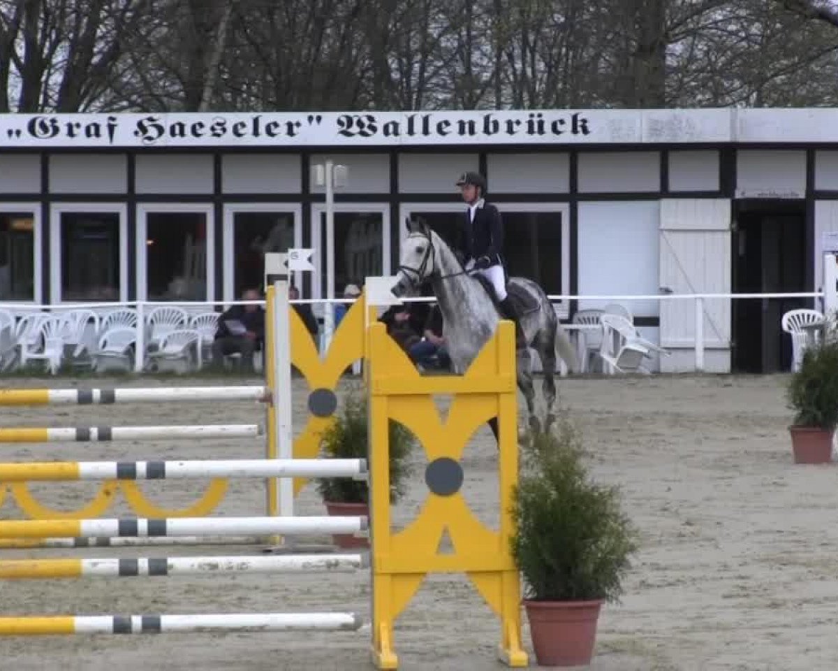 Springpferd Coco Loco R (Oldenburger, 2000, von Contender)