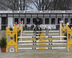 Springpferd Cidre le grand (Holsteiner, 2009, von C-Trenton Z)