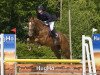 jumper VDL Groep Bellami (Zangersheide riding horse, 2006, from Quaprice Z)