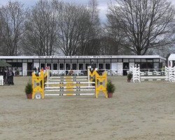 Springpferd Julio Ter Elsloo (Belgisches Warmblut, 2009, von Diabeau)