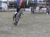 jumper Carla Levista (German Warmblood, 2009, from Cancoon)