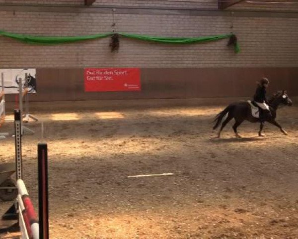jumper Tornado 317 (Welsh-Pony (Section B), 2006, from Timeless)
