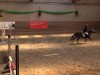 jumper Tornado 317 (Welsh-Pony (Section B), 2006, from Timeless)