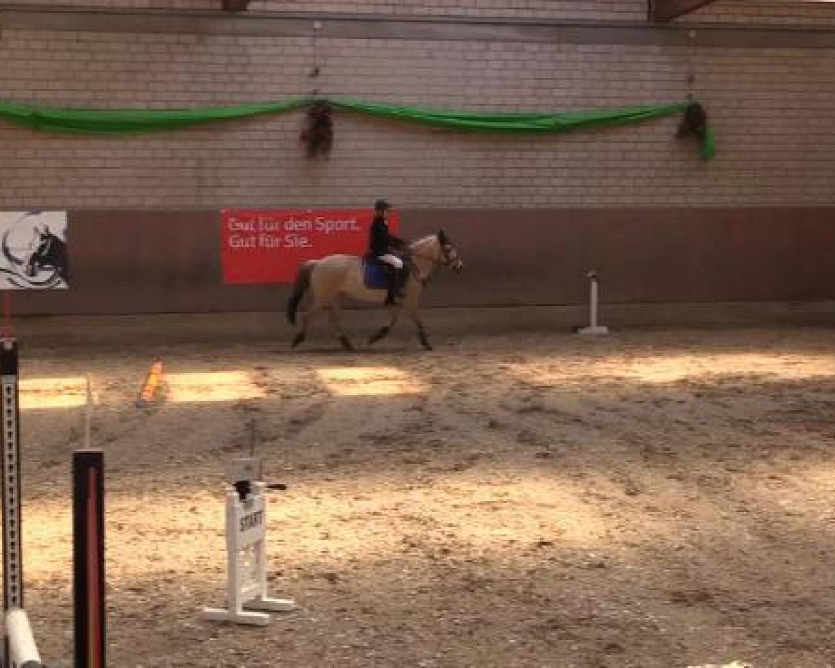 jumper Tessy 42 (Pony without race description, 1996)
