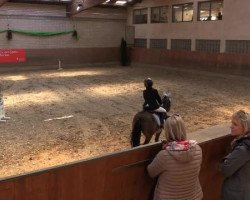 dressage horse Snoopy (Tinker / Irish Cob / Gypsy Vanner, 2006, from Sligo)