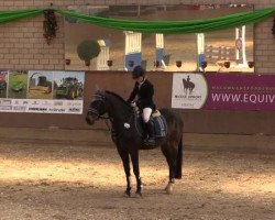 Dressurpferd Chocolate Boy (Deutsches Reitpony, 2004, von Cassini)