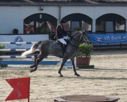 jumper Irish Kiss 111 (Belgian Warmblood, 2008, from Chatman)