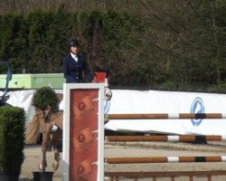 jumper Corall (Oldenburg show jumper, 2008, from Cardiolan)