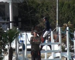 jumper Rmf Cocoa (Holsteiner, 2008, from Caretino)