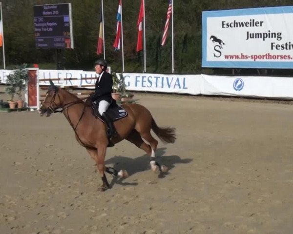 jumper Never Too Late (Hanoverian, 2008, from Now Or Never M)
