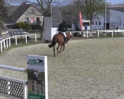 jumper Fysicus (KWPN (Royal Dutch Sporthorse), 2010, from Triomphe de Muze)