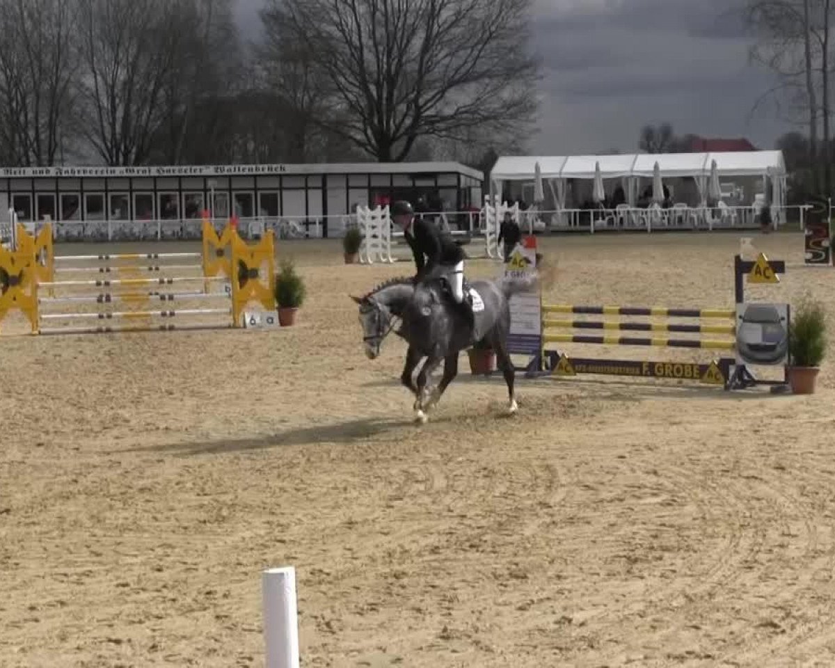 jumper Claas C'Obolensky (Oldenburg, 2010, from Corlensky G)