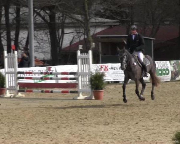 jumper Charly Time (Oldenburg, 2010, from Cornet's Stern)