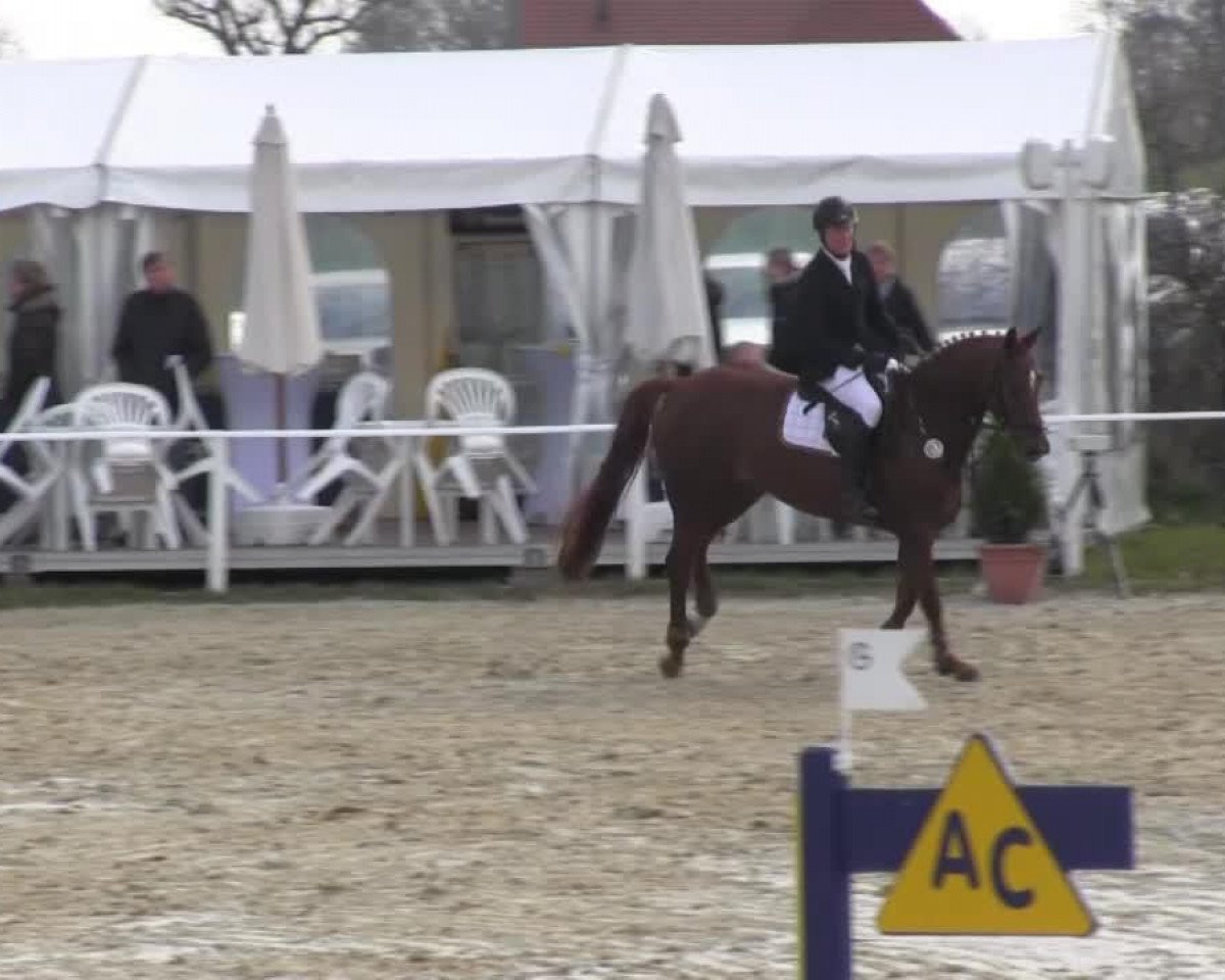 broodmare Quaterly (Oldenburg, 2010, from Quarterline)