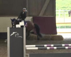 jumper Go Magic Queen (Oldenburg show jumper, 2010, from Prinzenadel)