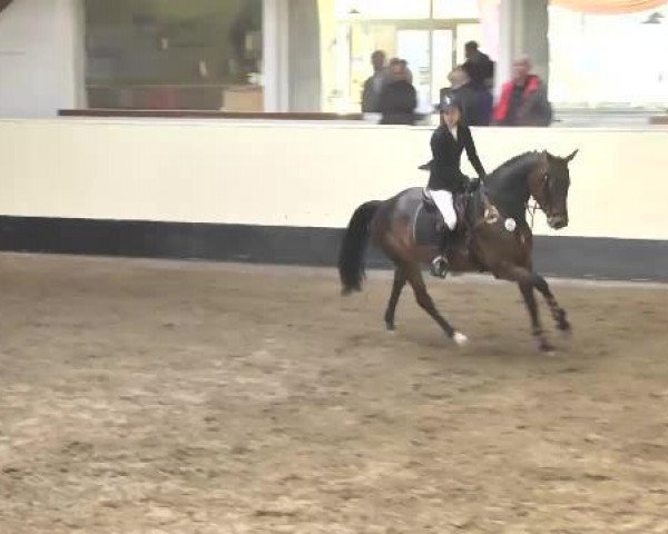 Pferd Carry's First Lady (Württemberger, 2010, von Carry)