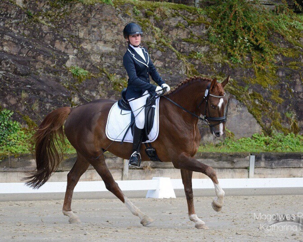 dressage horse Floretto 11 (Rhinelander, 2005, from Floribot)