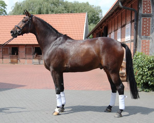 dressage horse Jazz Royal (Westphalian, 2007, from Jazz Rubin)
