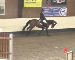 dressage horse Süße Susi (Württemberger, 2009, from Birkhof's Sirtaki)