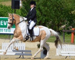 dressage horse Tessuor Tequila Enchanter (unknown, 1998, from Craven's Enchanter)