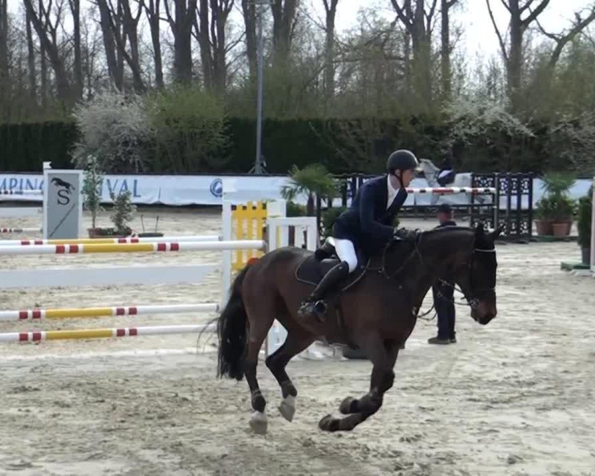 Springpferd Nykildegaards La Chris (Dänisches Warmblut, 2004, von Heinsgårdens Christa)