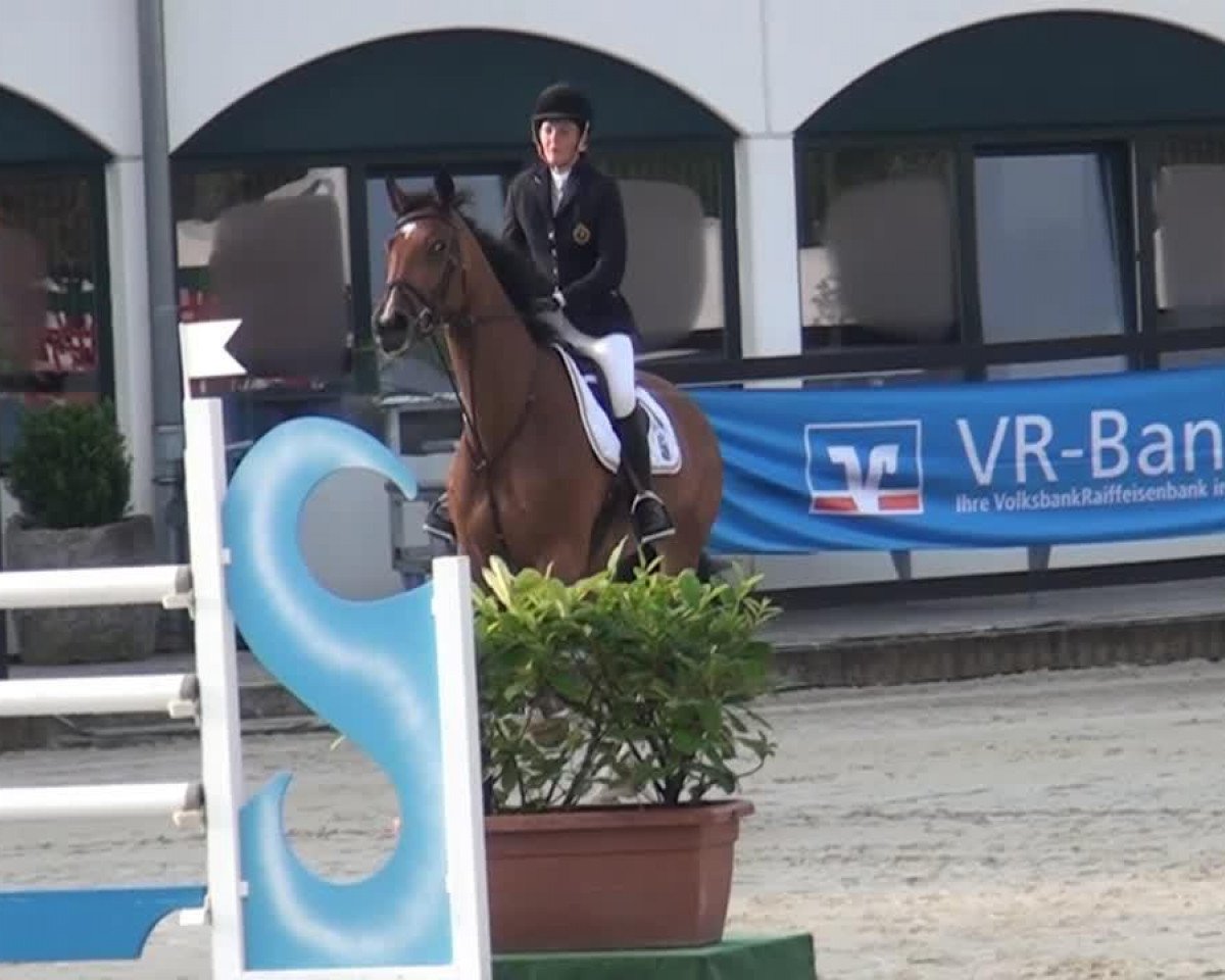 jumper Elounda Girl (KWPN (Royal Dutch Sporthorse), 2009, from Berlin)