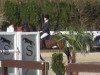 jumper Expert U (KWPN (Royal Dutch Sporthorse), 2009, from Ukato)