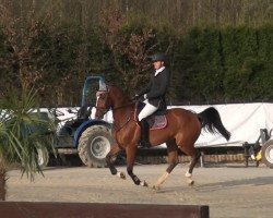 Springpferd Miss Michael's (KWPN (Niederländisches Warmblut), 2009, von Michael)