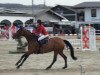 jumper Bologna (KWPN (Royal Dutch Sporthorse), 2006, from Lord Z)