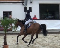 jumper Cicarlos (KWPN (Royal Dutch Sporthorse), 2007, from Sydney)