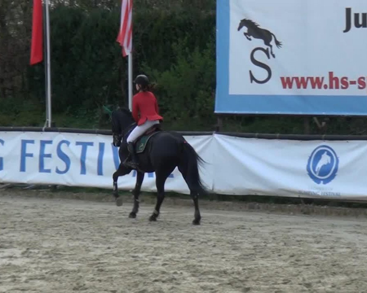 Springpferd Rahmannshof Black Pearl (Hannoveraner, 2008, von Count Grannus)