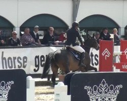 jumper Hijacker van den Horst (Belgian Warmblood, 2007, from Indoctro)