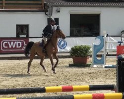 broodmare Valetta Dh Z (Zangersheide riding horse, 2007, from Va-Vite)