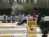 jumper Harmonie (Swedish Warmblood, 2006, from Camaro M)