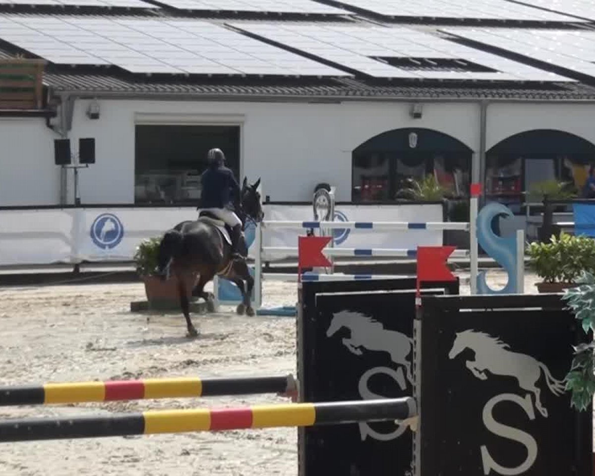Springpferd Con Man Jx (Scottish Sports Horse, 2007, von Conterno Grande)