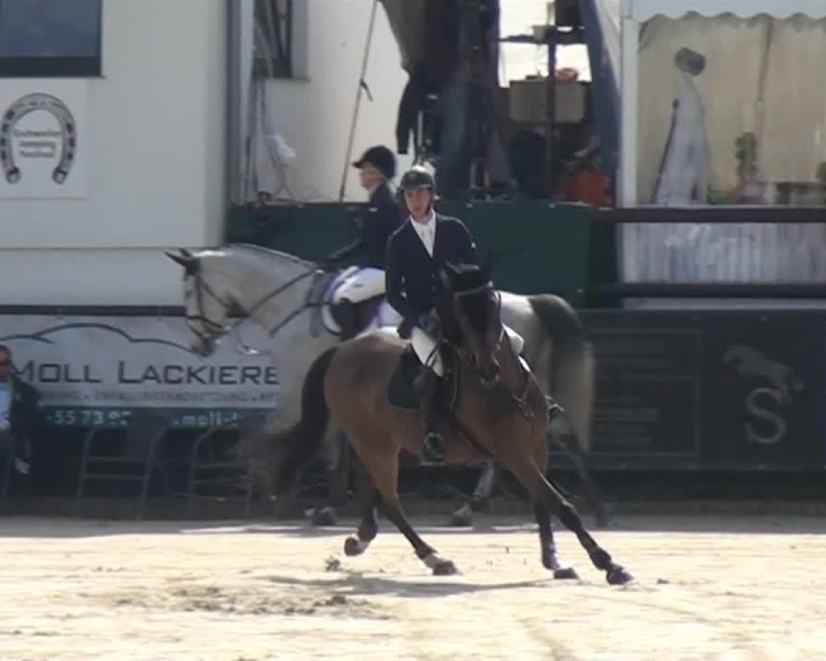 jumper Lillevangs Daufine (Danish Warmblood, 2005)