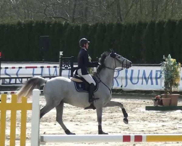 jumper Cruzeiro de VL (Swedish Warmblood, 2004)