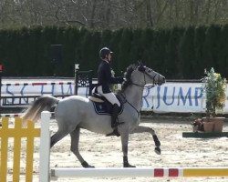 jumper Cruzeiro de VL (Swedish Warmblood, 2004)