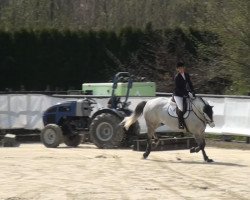 Springpferd Ceasar (KWPN (Niederländisches Warmblut), 2007, von Lucky Boy)