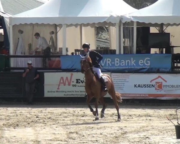 Springpferd Catango 15 (KWPN (Niederländisches Warmblut), 2007)